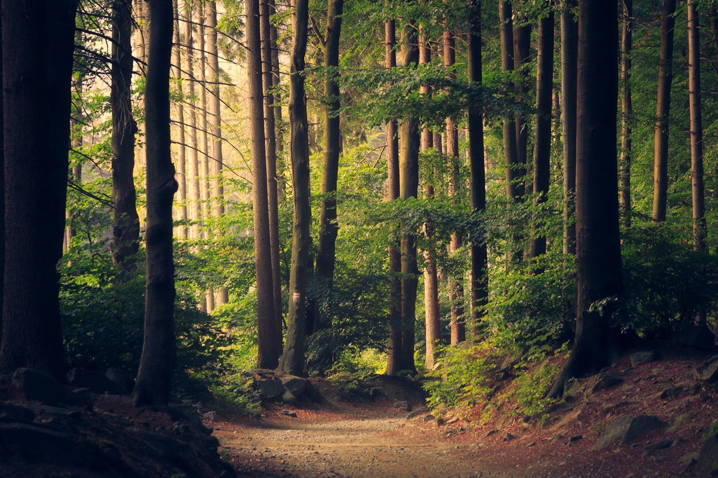 A quiet dirt path through a sunlit forest